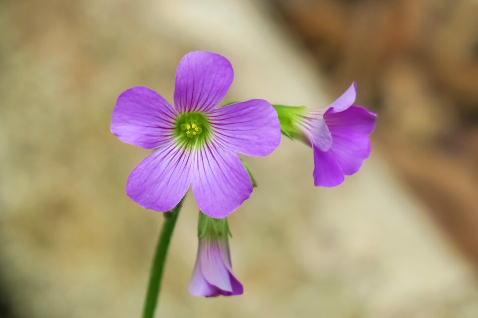 Wild flowers wild nature
