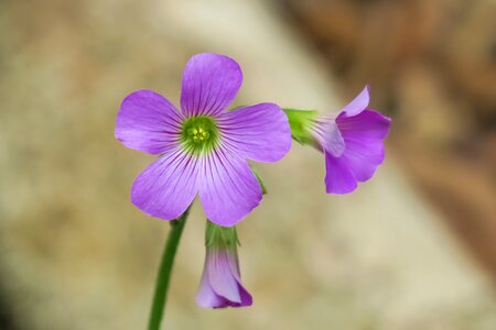 Wild flowers wild nature