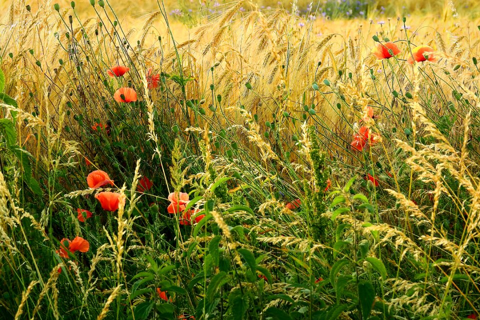 Landscape poppies agriculture