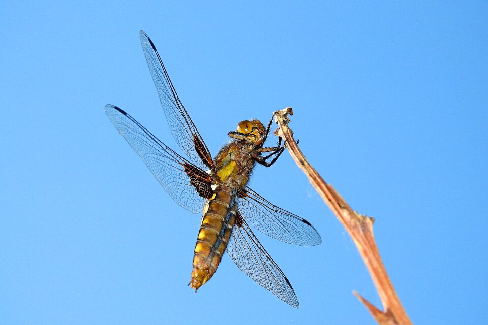 Ważka nature insect