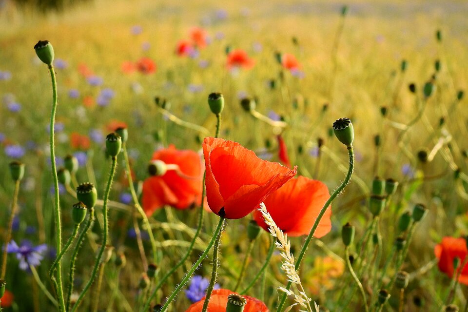 Figure nature landscape