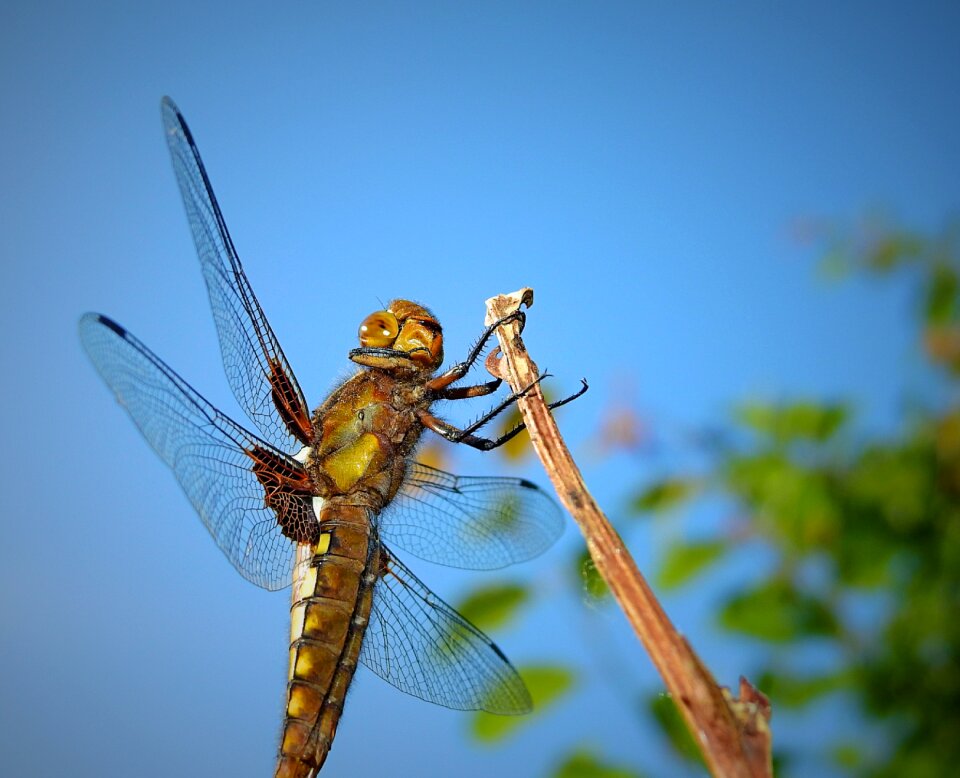 Insect portrait nature