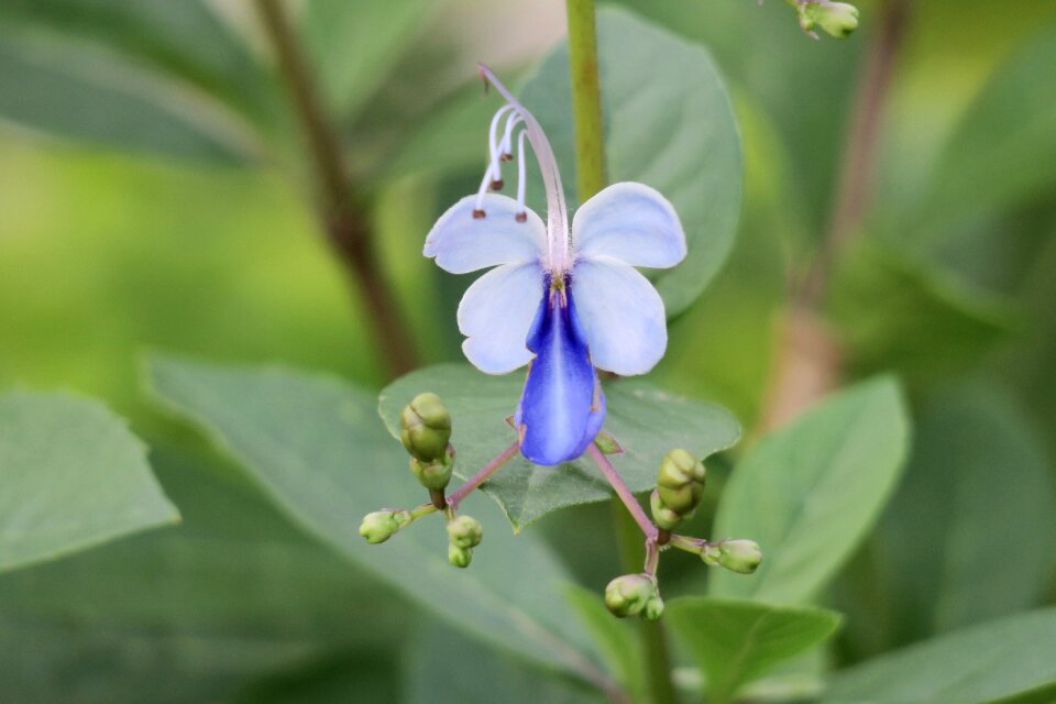 Plant leaf outdoor