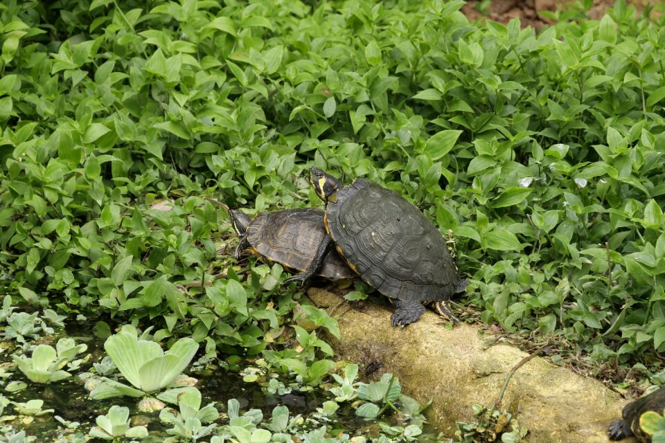 Tropical water animal