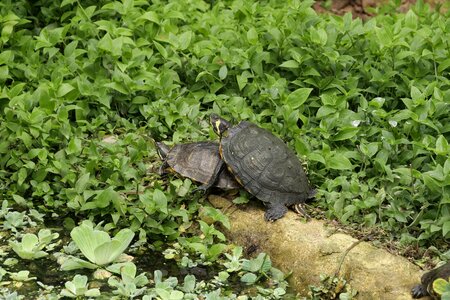 Tropical water animal photo