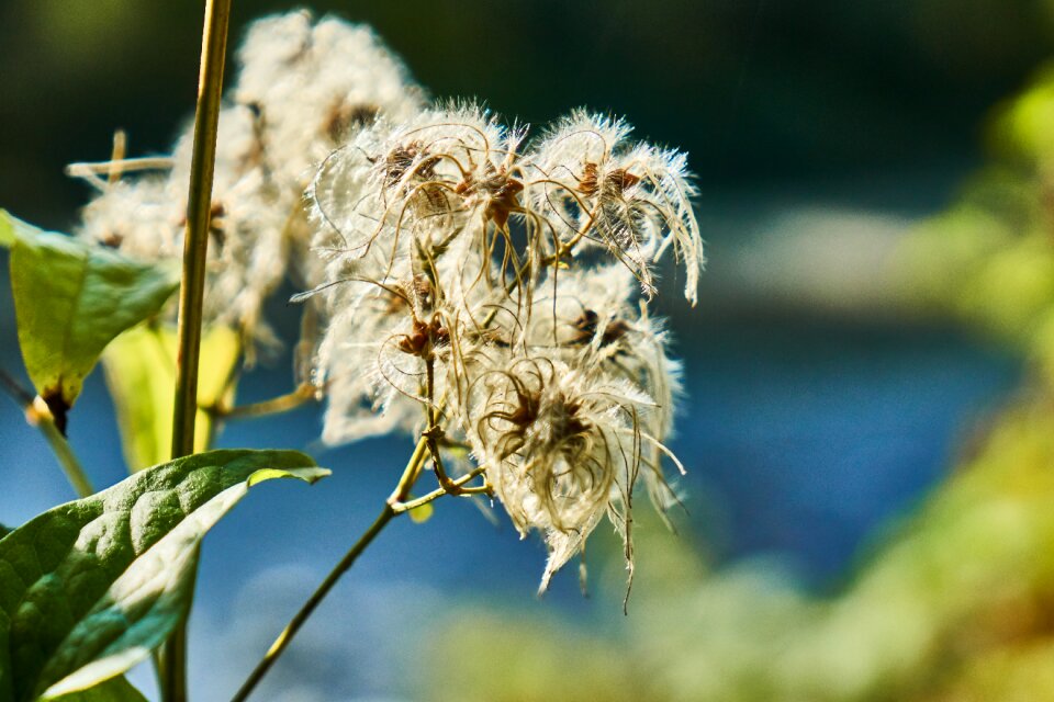 Clematis seeds river