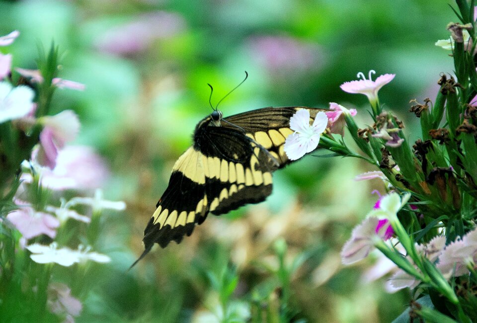 Nature insects spring