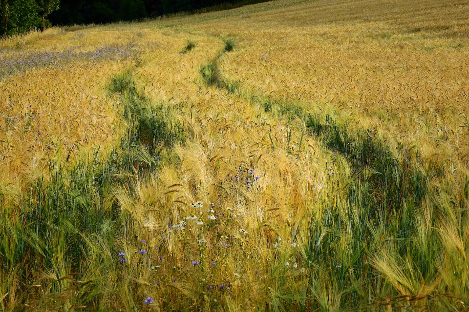 Agriculture cereals landscape
