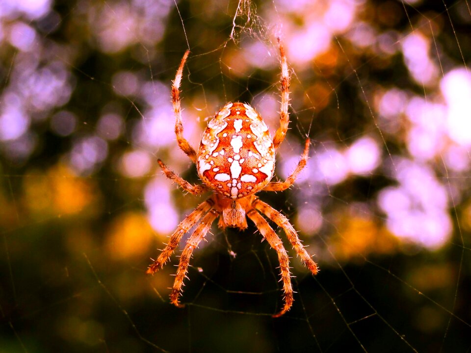 Insect animals nature