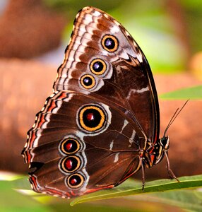 Insect tropical nature
