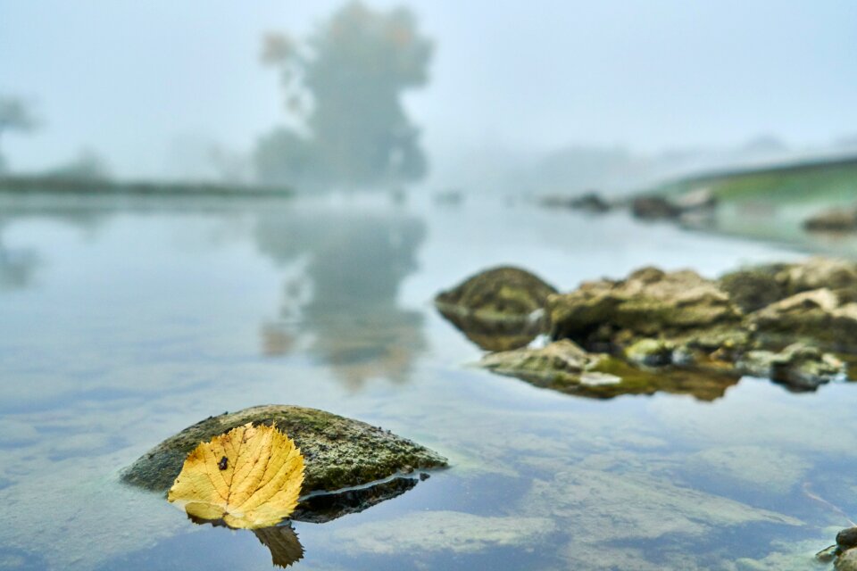 River autumn leaf fog