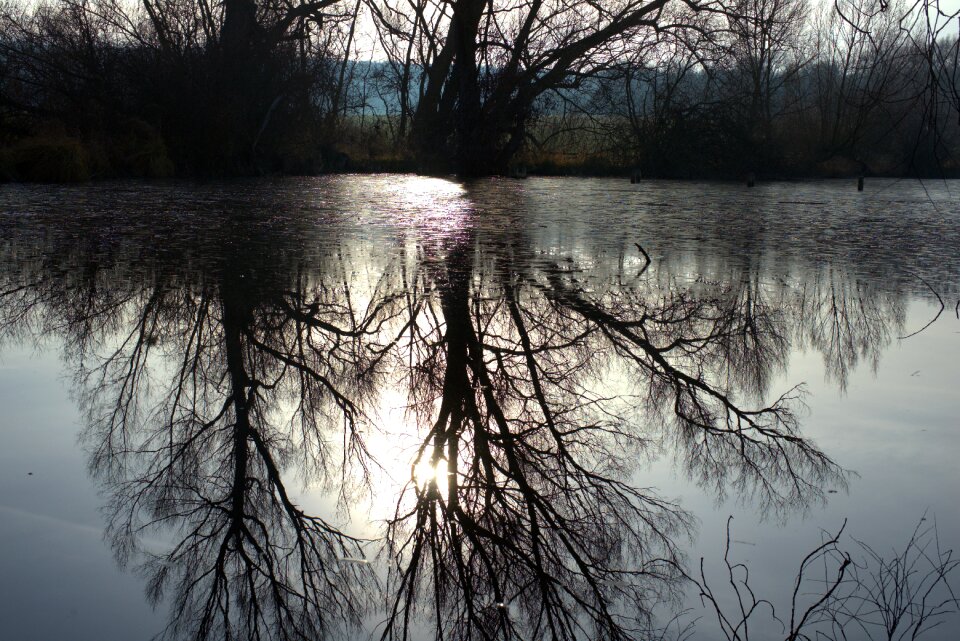 Tree forest lake
