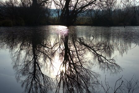 Tree forest lake photo