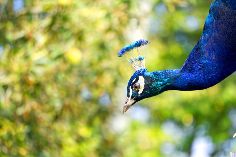 Petting zoo zoo plumage