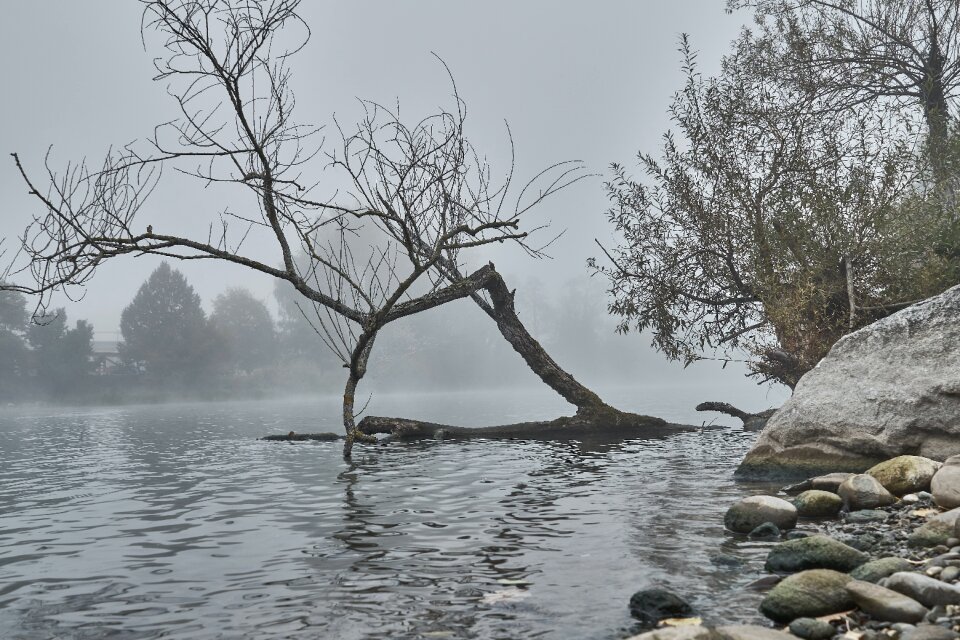 Fog river dead wood