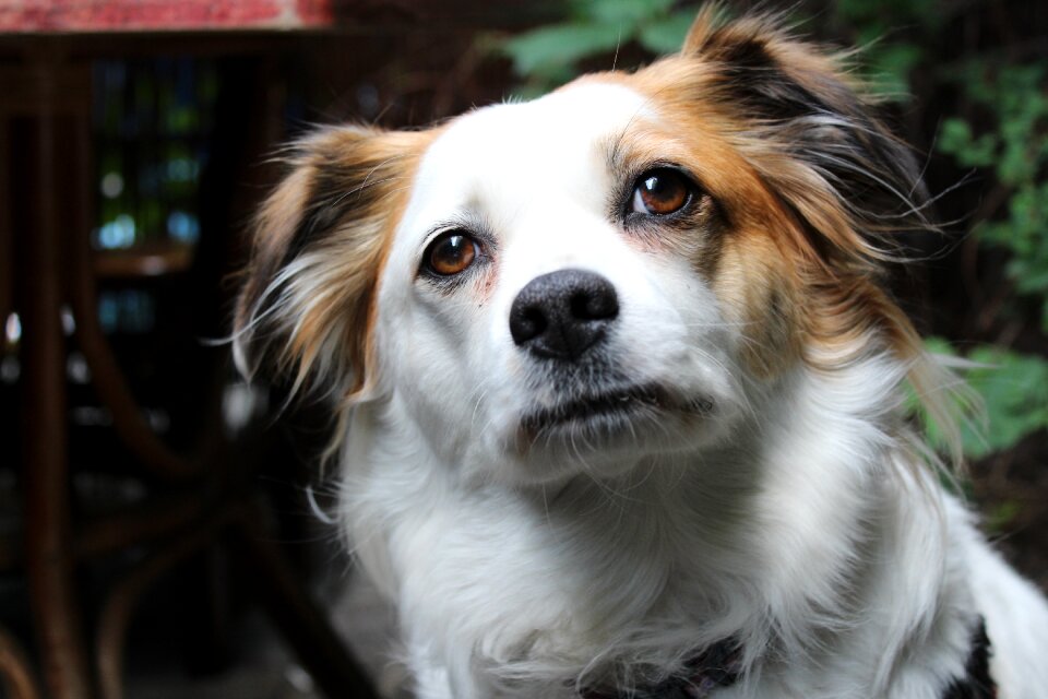 Dog doggy happy dog