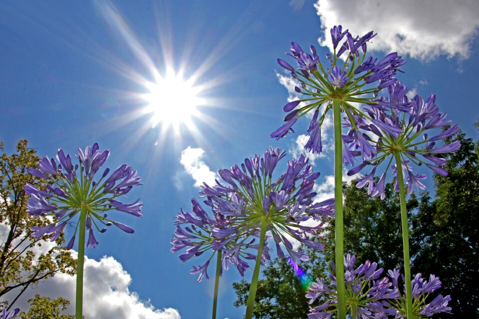 Flower nature background