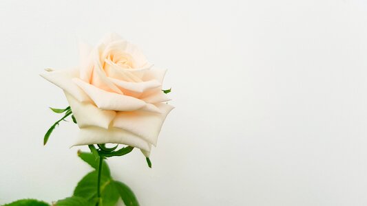 Petal roses aroma photo