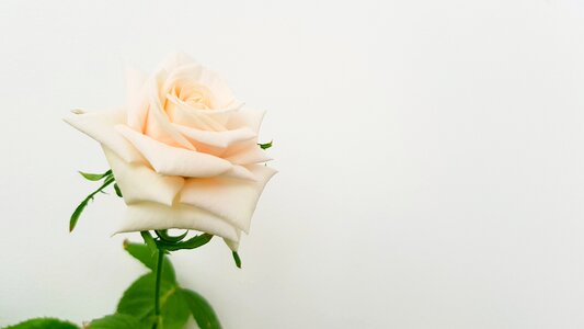 Petal roses aroma