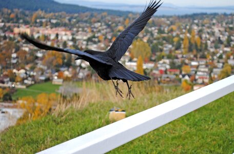 Sky water crow