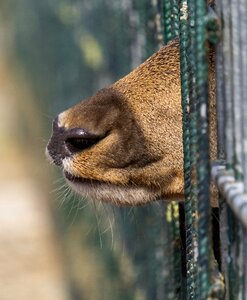 Fence enclosure limit photo