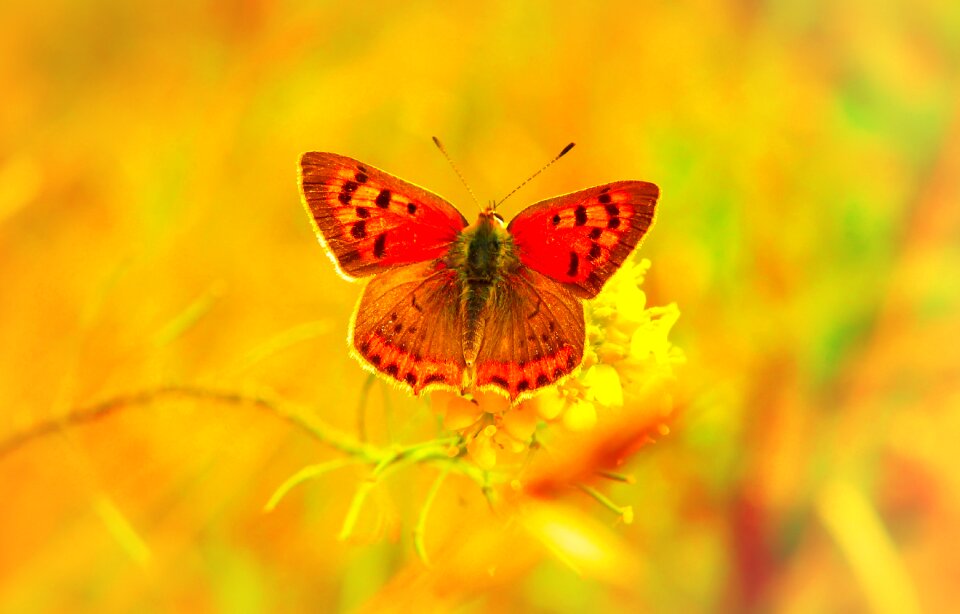 Butterfly day flower animals