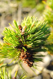 Pine flora evergreen