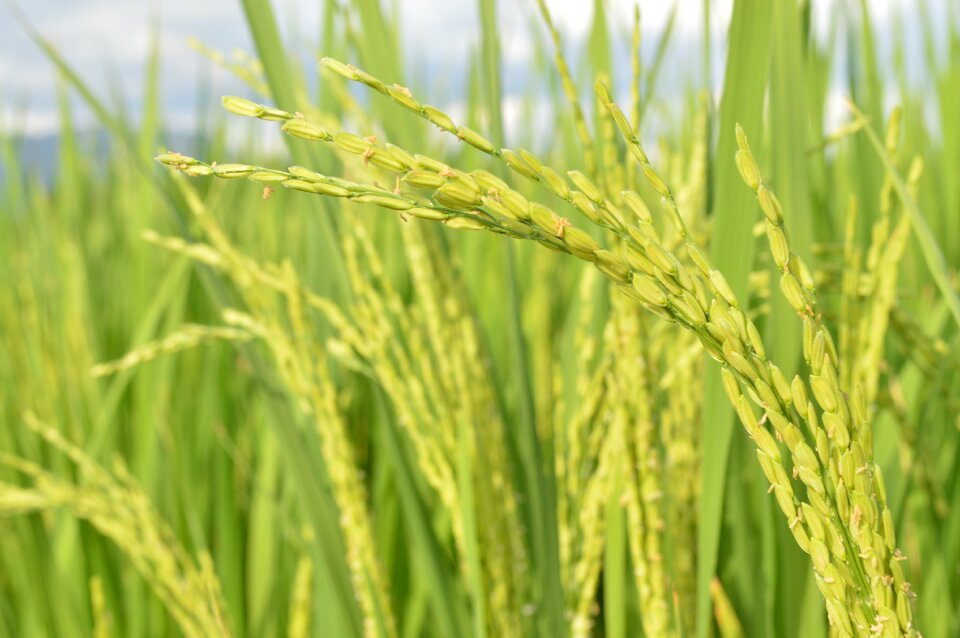 Agriculture harvest farmer