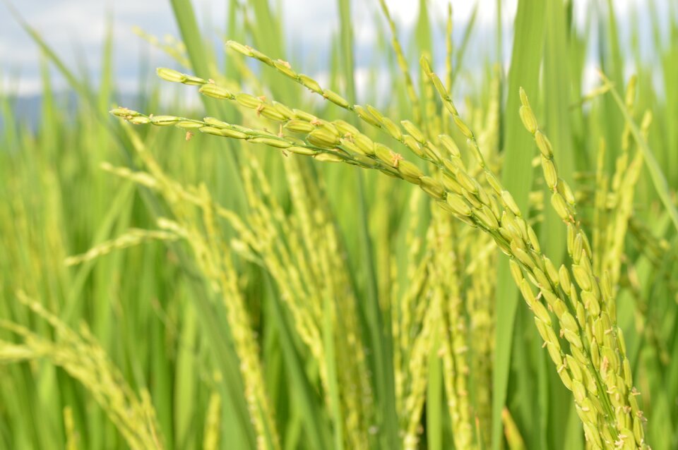 Agriculture harvest farmer photo