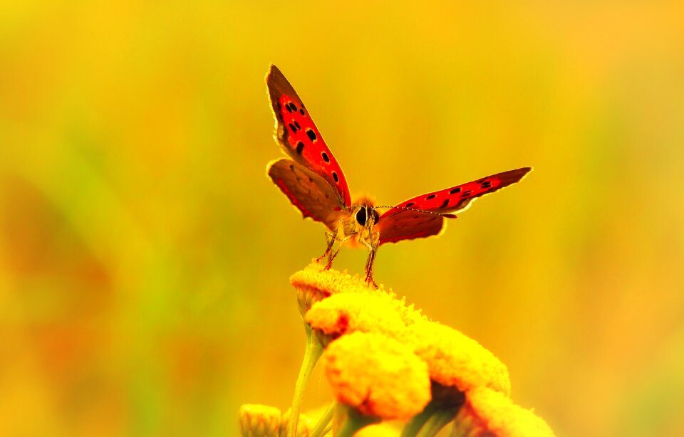 Butterfly day fly flower
