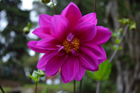 Bloom petals pink
