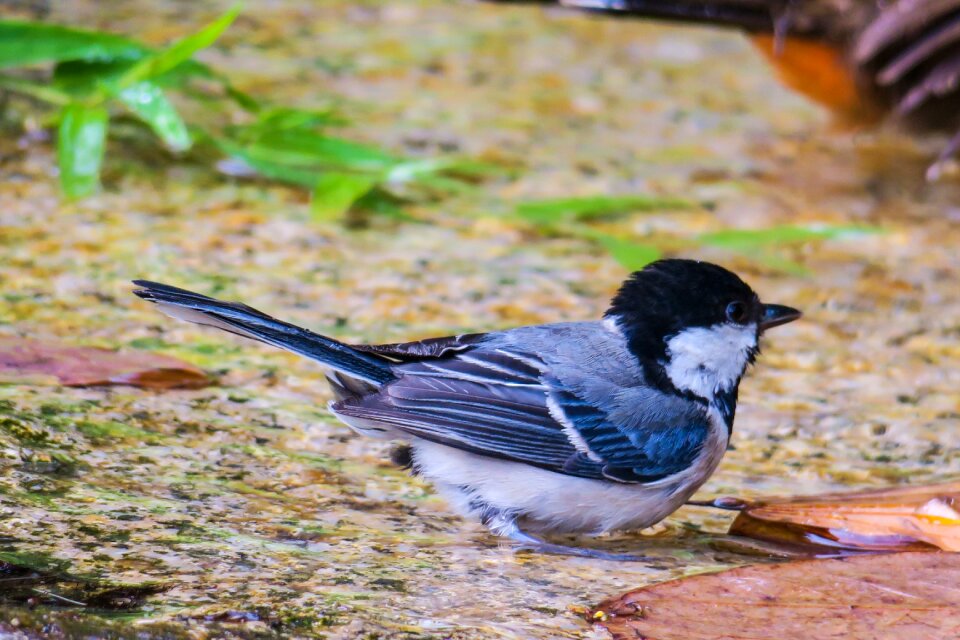 Wildlife outdoor animal