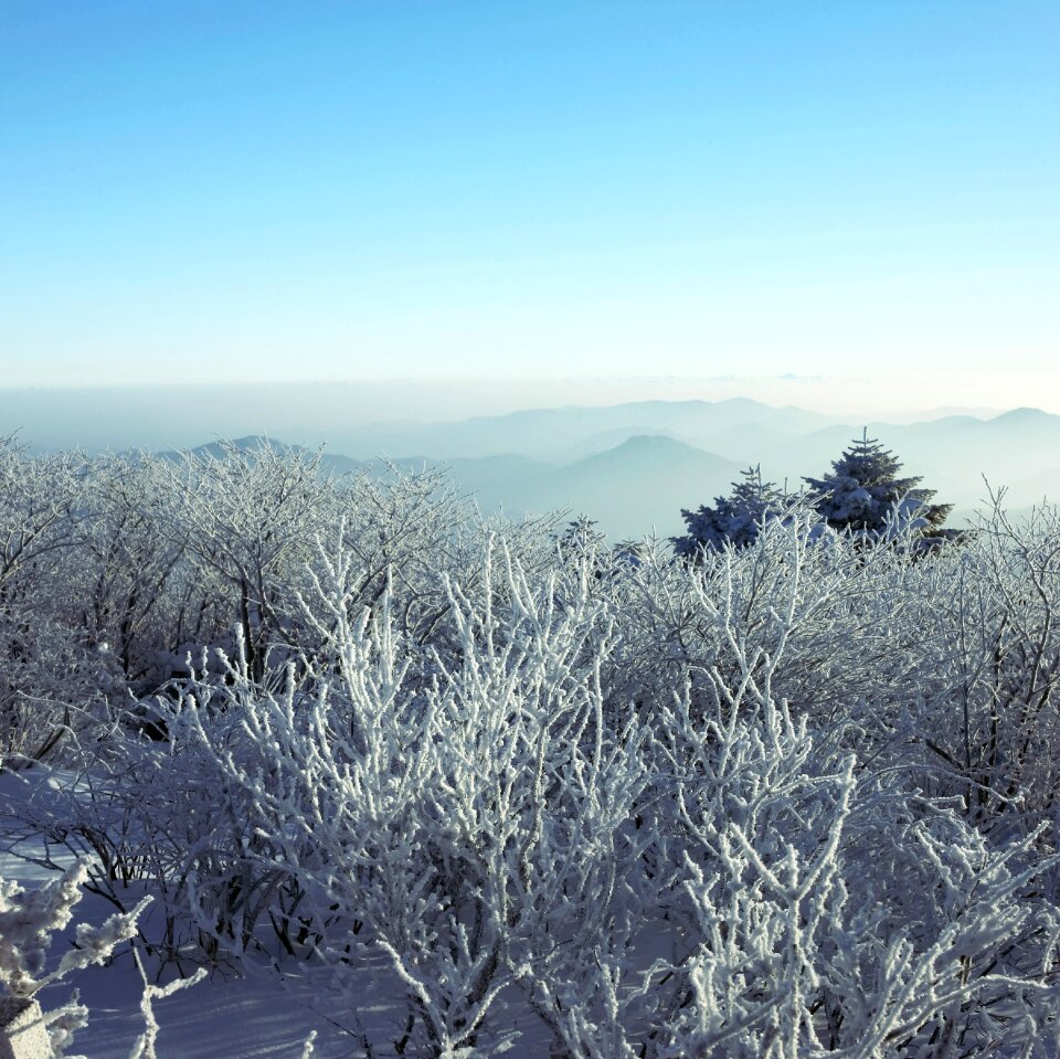 Winter white nature