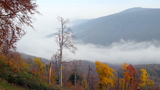 Trees fog leaves photo