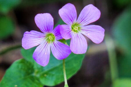 Wild flowers wild nature