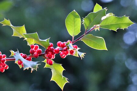 Red berries green leaves branch