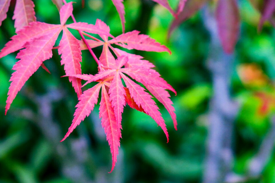 Plant garden outdoor