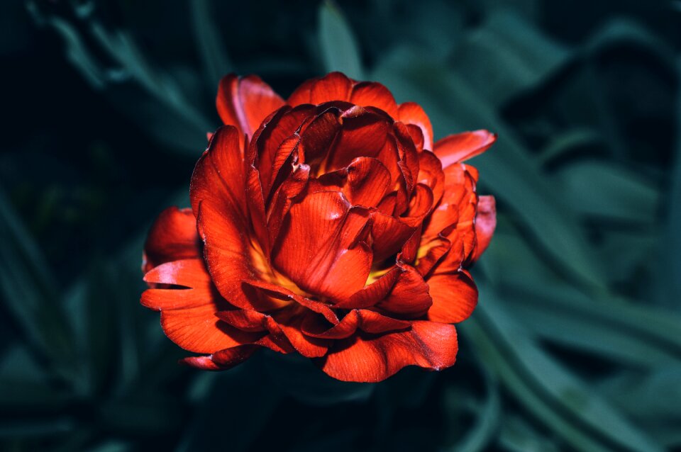 Garden flower red summer