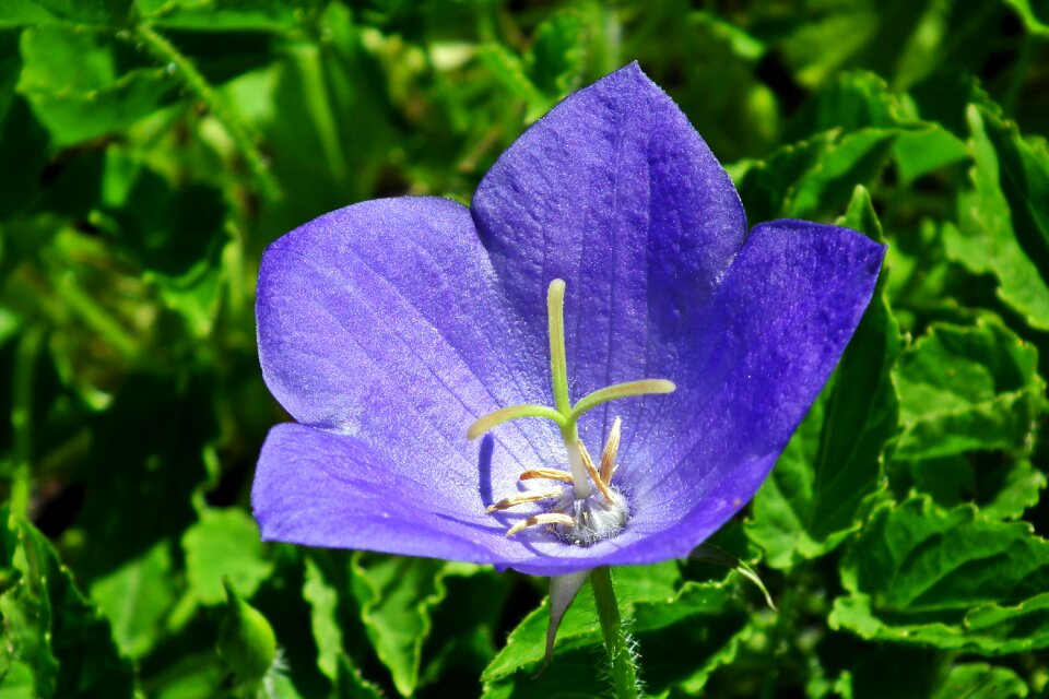 Nature closeup spring