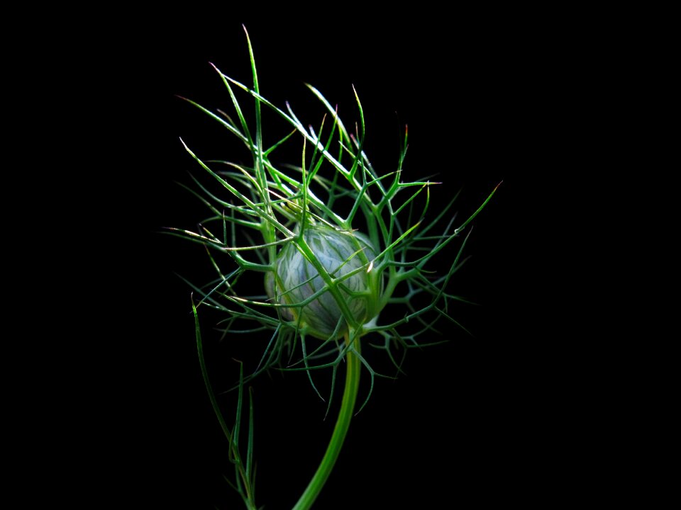 Plant nigella close up