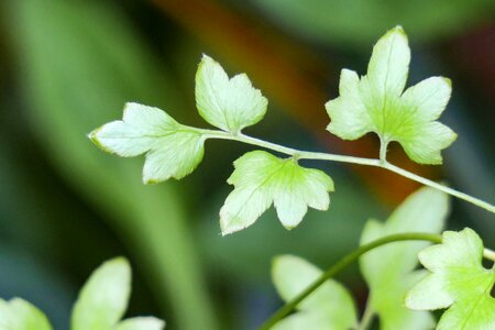 Leaf flower outdoor
