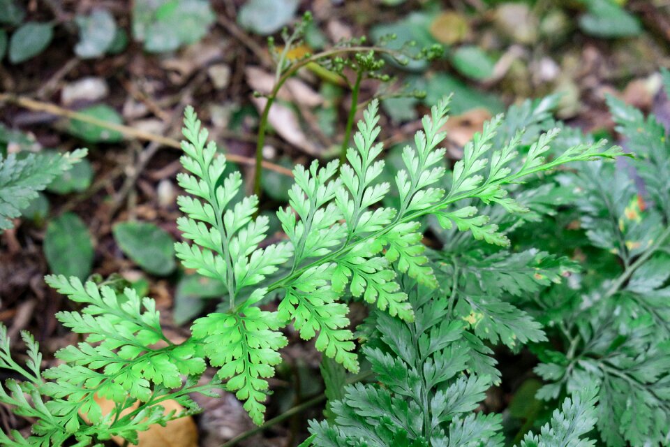Leaf flower outdoor