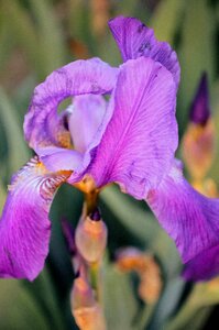 Purple iris beautiful flower garden flowers photo