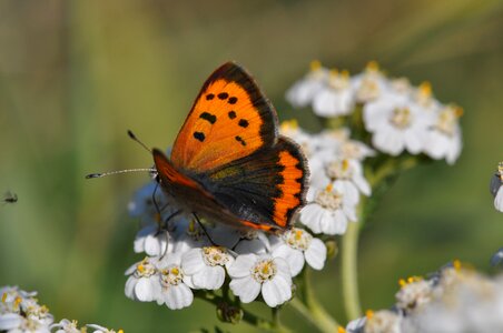 Summer bug meadow
