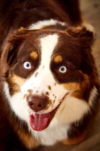 Eyes fur husky-hybrid