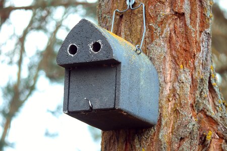 Bird feeder tree nesting place photo