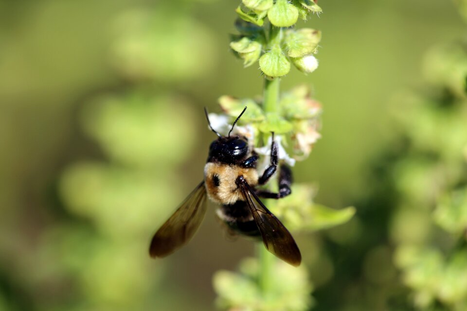 Outdoors pollination bumblebee