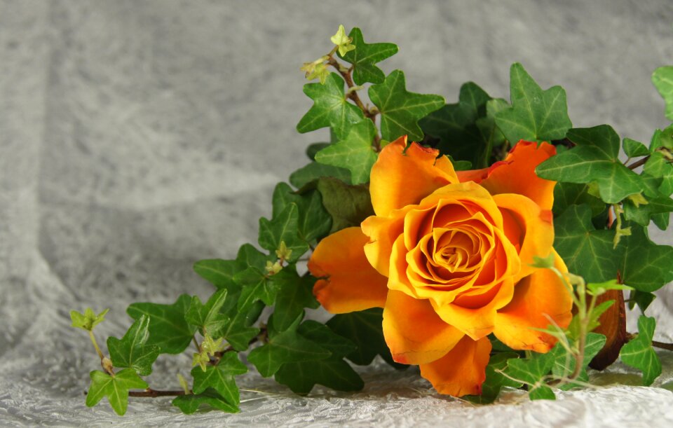 Flower orange greeting