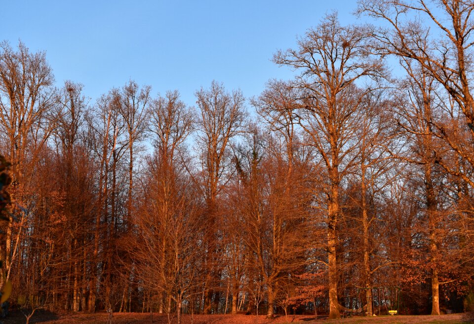 Clarity nature landscape