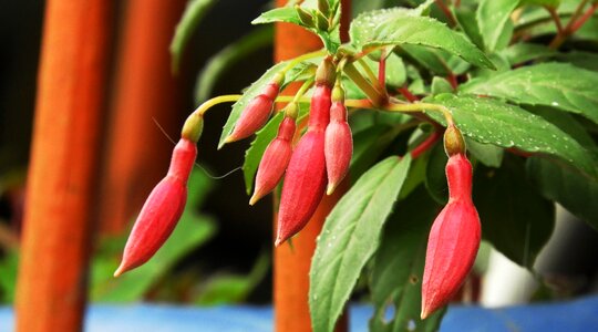 Plant garden approach